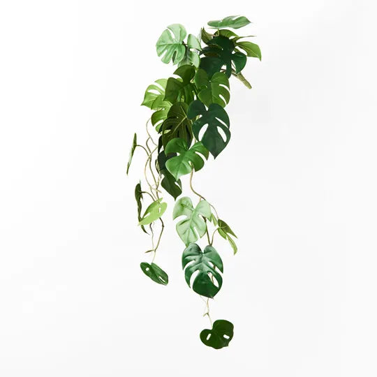 Monstera Hanging Bush 92cm HartCo. Home & Body