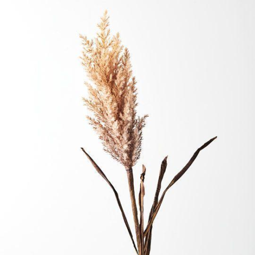 Plume Grass w/leaf - 83cm