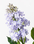 Lilac Spray 63cm / Lavendar