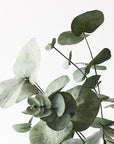 Eucalyptus Silver Dollar Bush-Forest Green