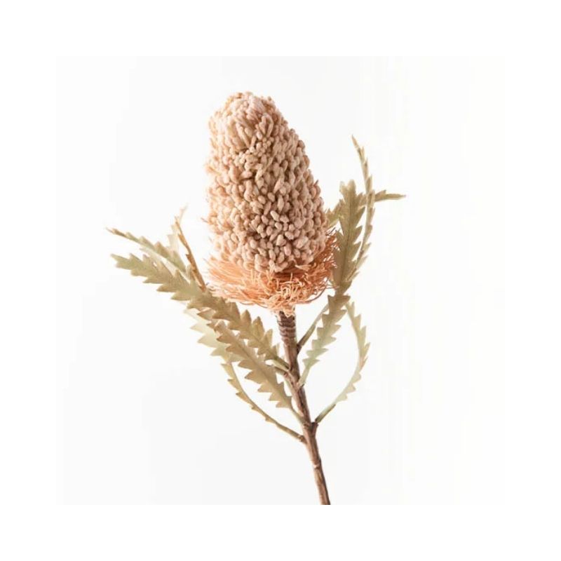 Banksia Acorn - Cream