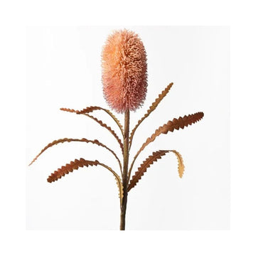 Banksia Serrata - Rust