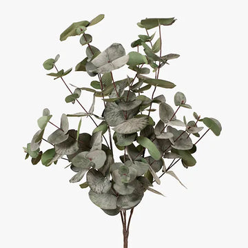 Eucalyptus Silver Dollar Bush-Dark Green