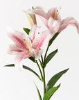 Lily Asiatic