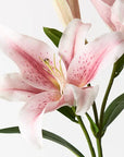 Lily Asiatic