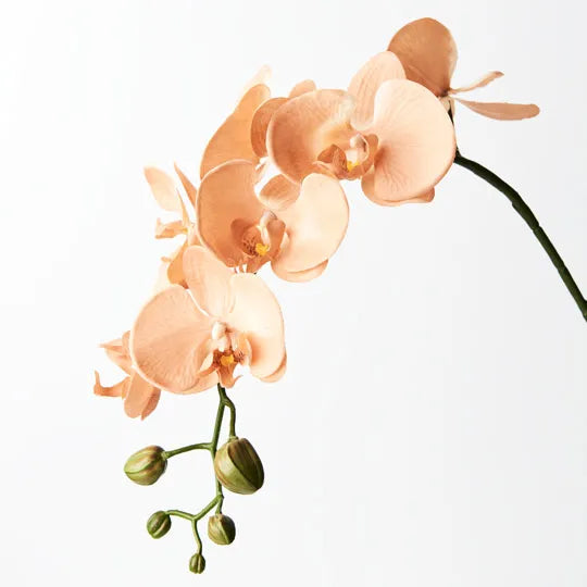 Orchid Phalaenopsis Spray Apricot Cream 72cm